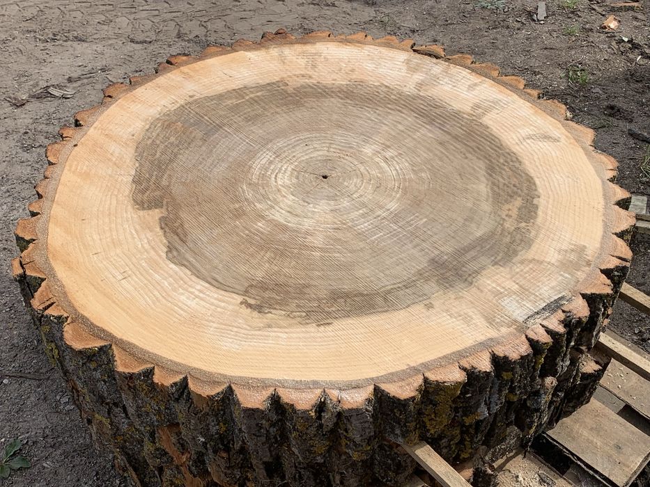 Plastry krążki z topoli 80-100cm na stolik kawowy stół z drewna loft