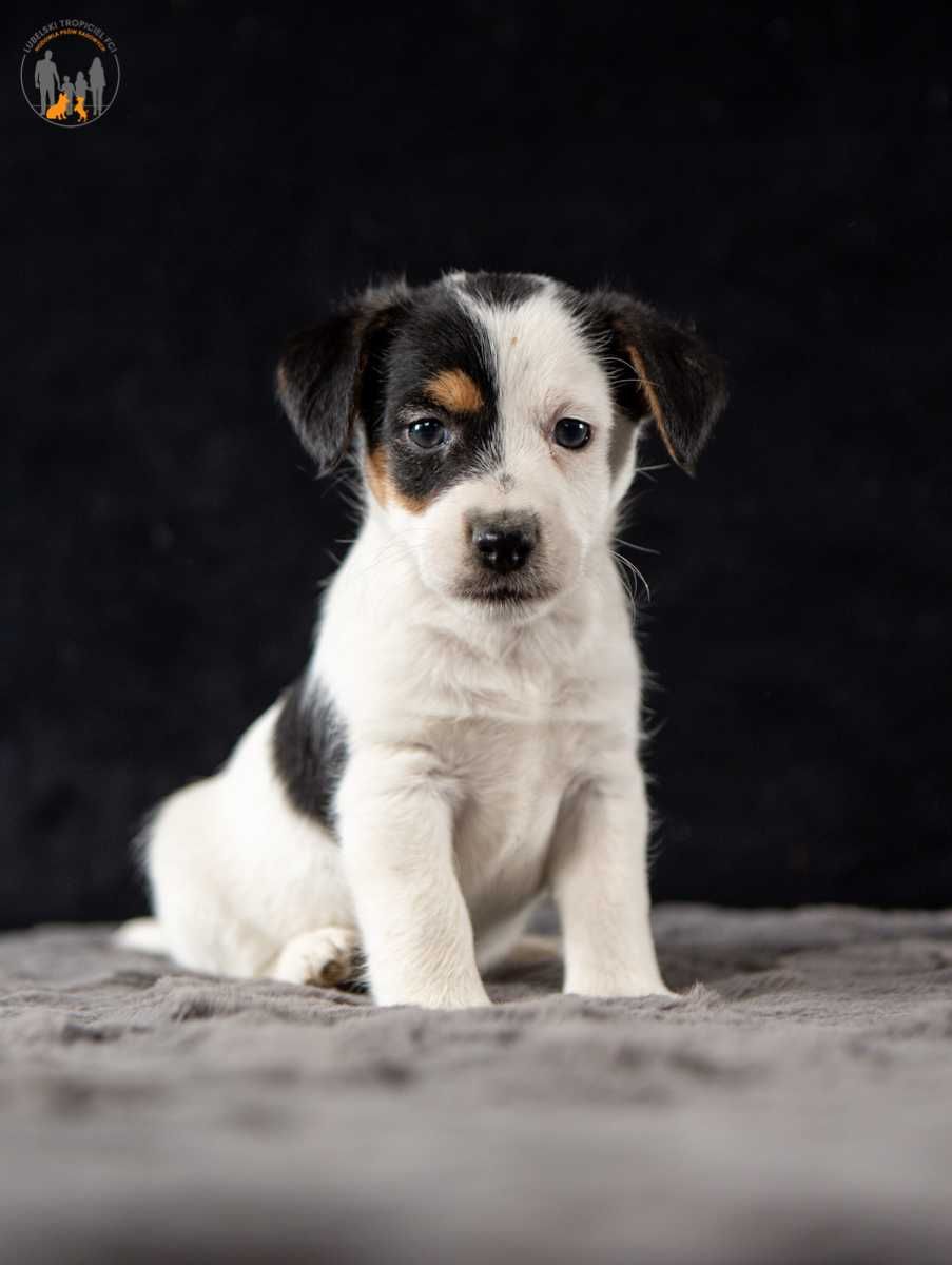 Jack Russell Terrier ZKwP FCI- rezerwacja