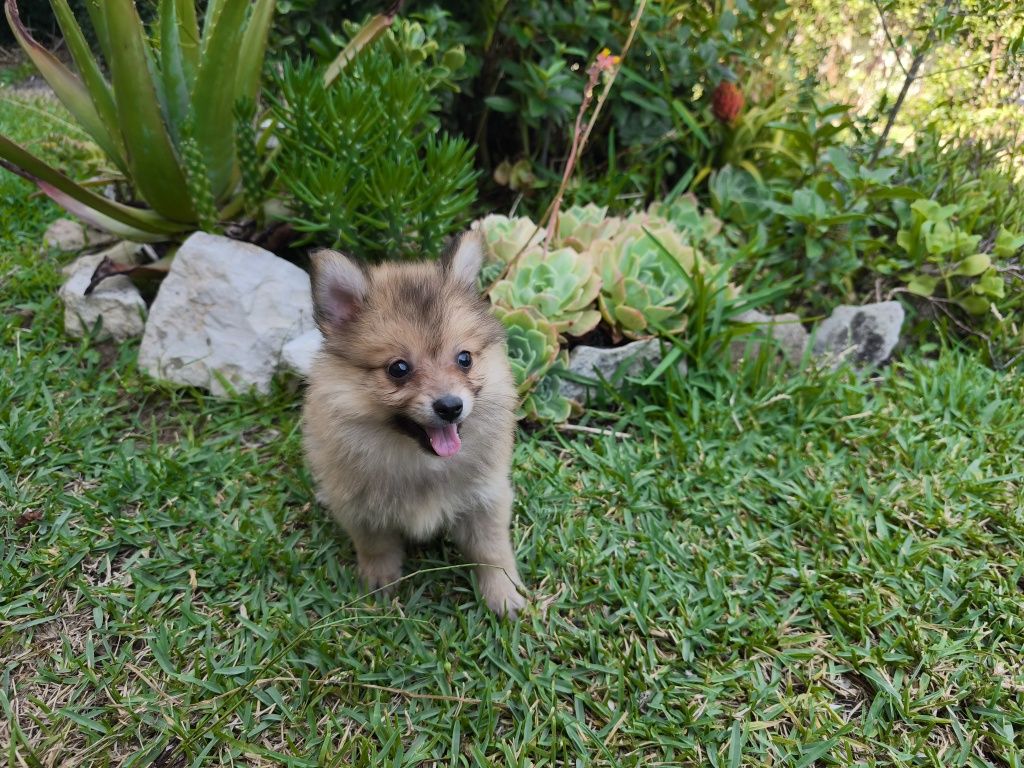 Spitz alemão anão fêmea Lulu da Pomerânia criado em ambiente familiar