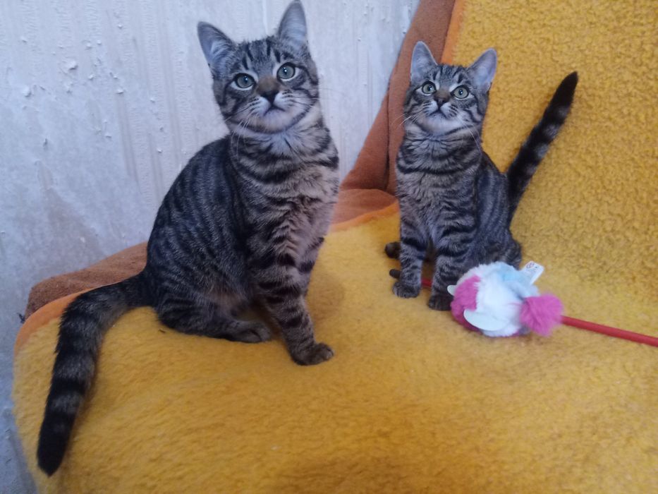 Полосатые котята мальчики табби ищут дом! Котенок в хорошие руки!