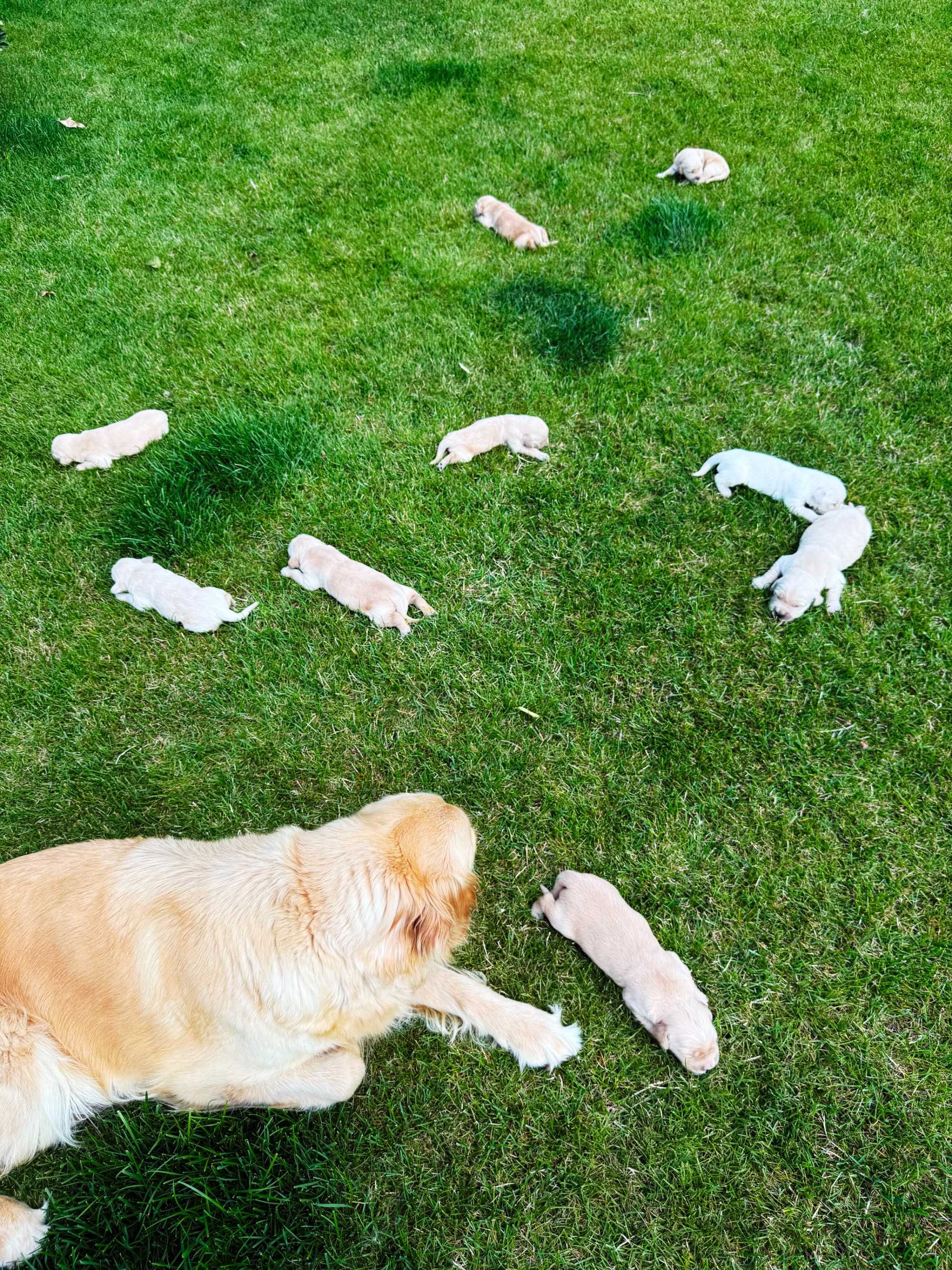 Szczeniaki rasy Golden Retriver z rodowodem