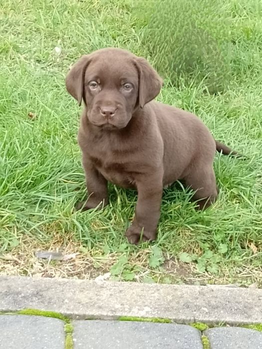 Szczenięta Labrador Retriever