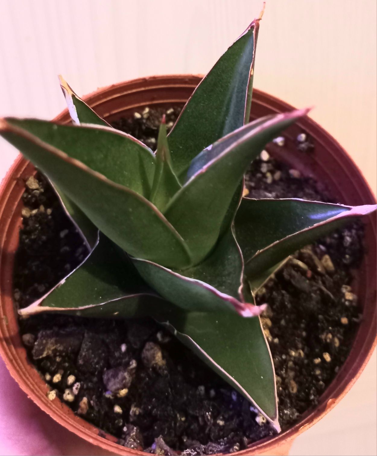 Sansevieria Abey Crown