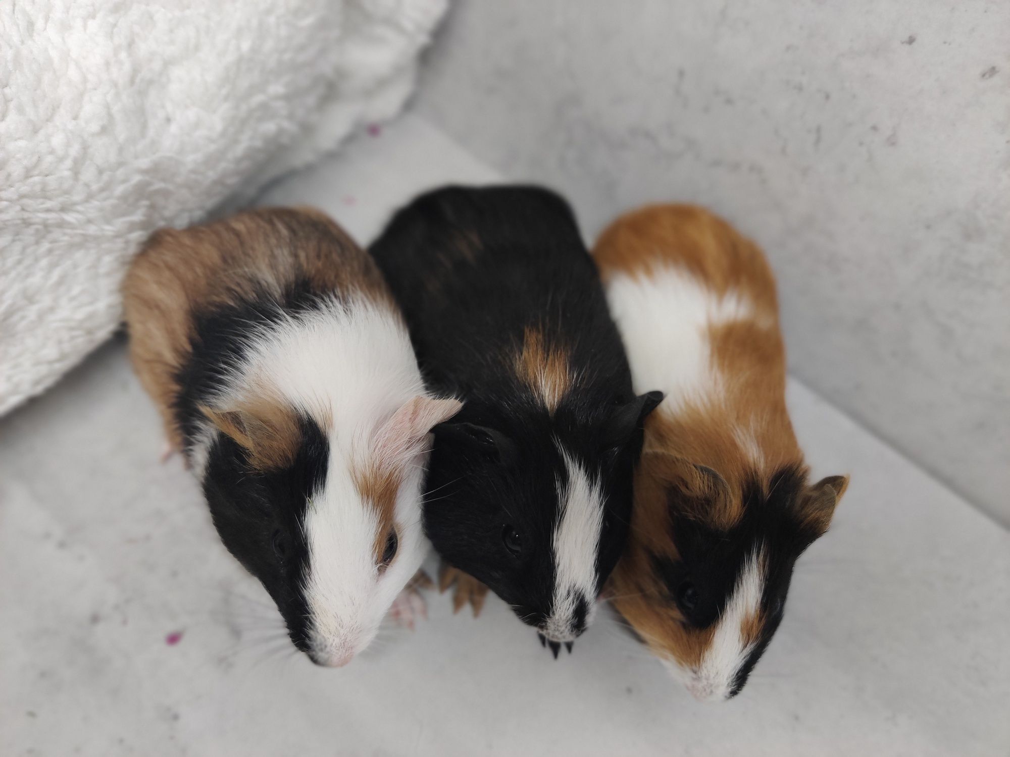 Świnki morskie młode sklep zoologiczny Julianowska 7 b Łódź