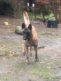 Owczarek Belgijski Malinois!!