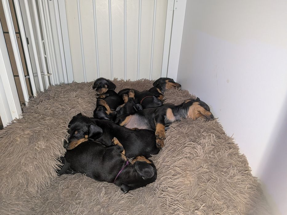 Teckel Standard com LOP [pedigree]