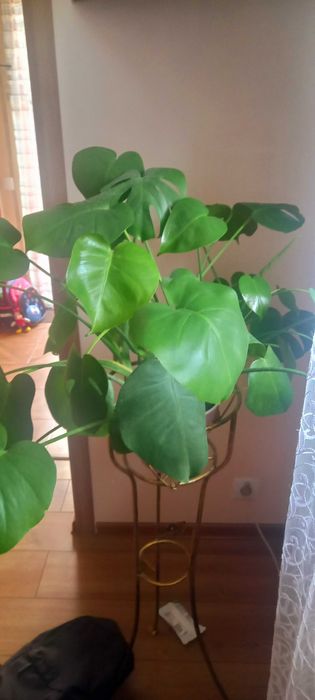 Монстера Делікатесна