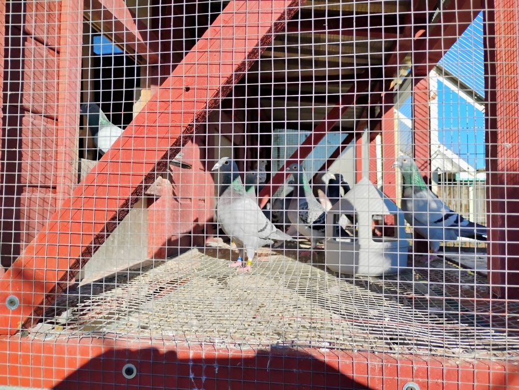 Młode z Rozpłodu