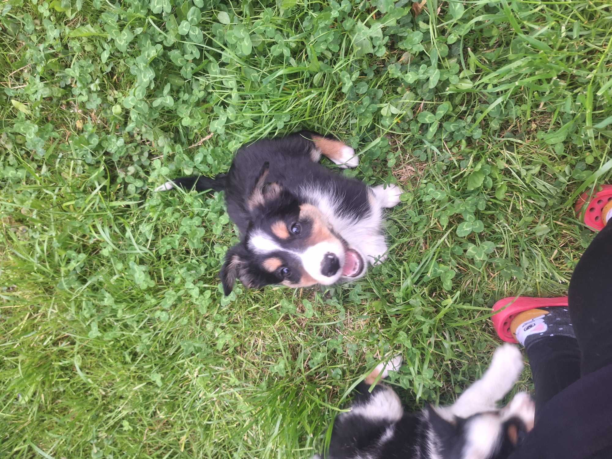 Szczenięta Border Colie blue merle różnookie niebieskie oczko