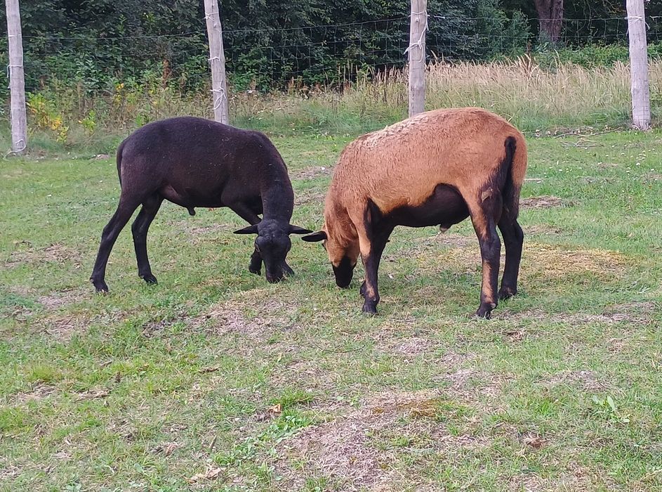 Owce, młode barany mix, Barbados, Dorper