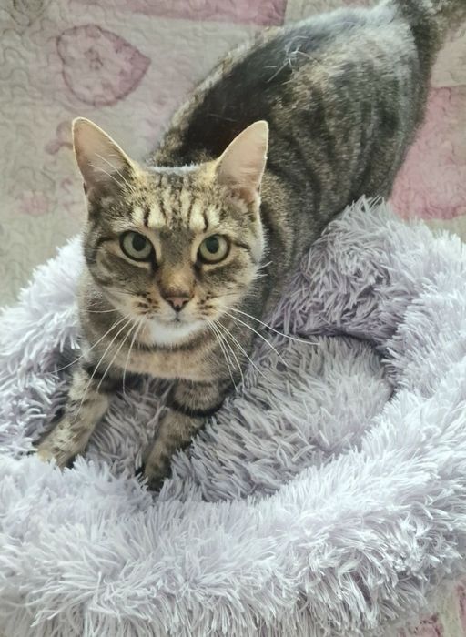 Młoda i czuła kotka do adopcji