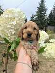 Śliczna suczka cocker spaniel
