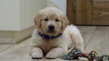 Piesek rasy Golden retriever