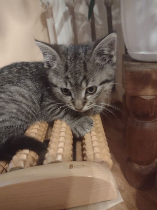 Maluszek ,kocurek,szuka domku.