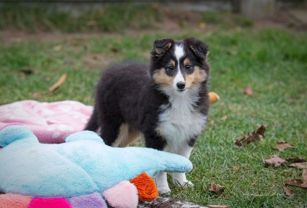 Owczarek Szetlandzki