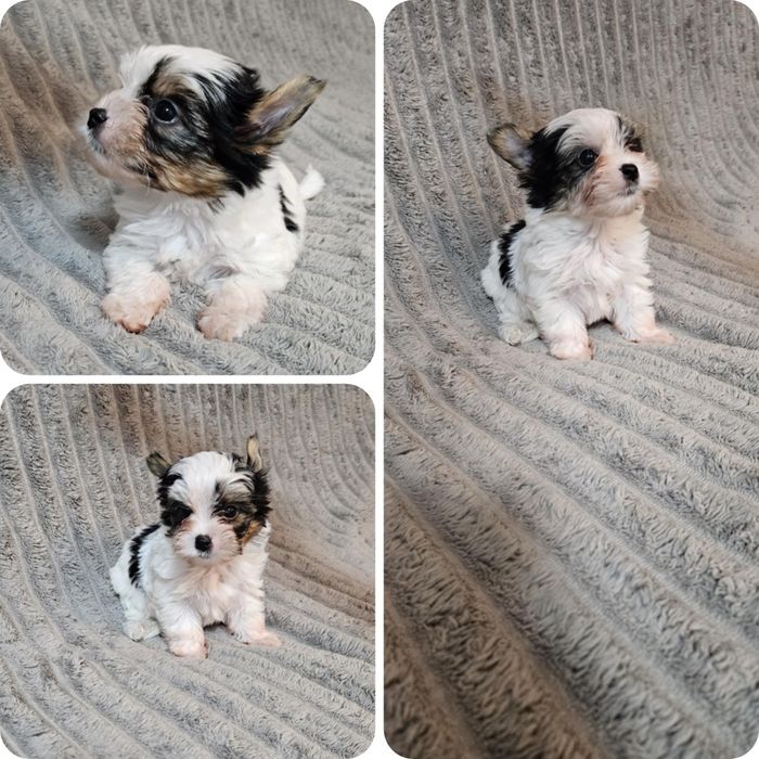 Mini York Biewer tricolor