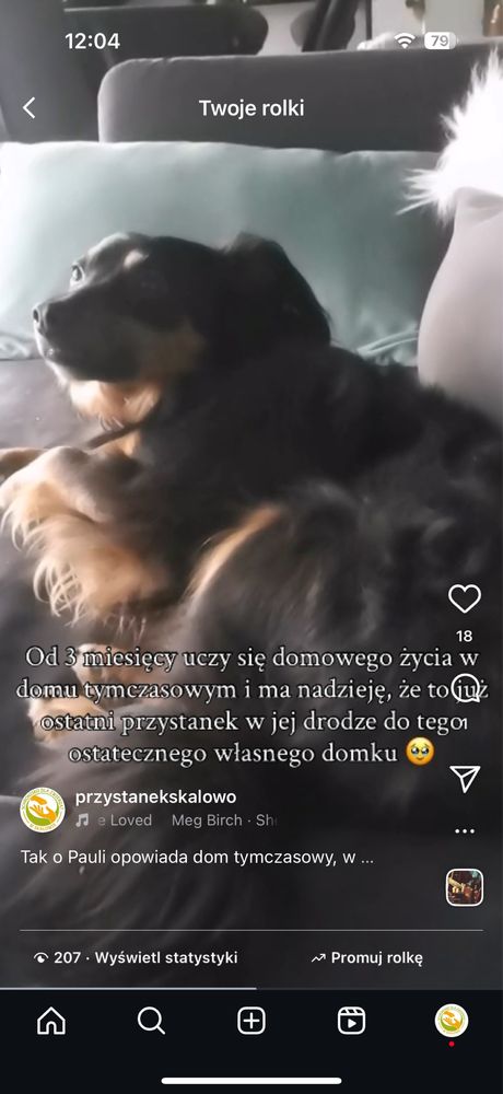 Paula jako młody piesek zabrana ze złomowiska,potem 7 lat w schronisku