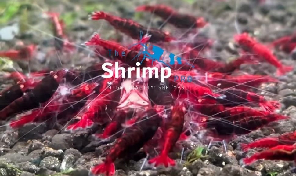 Diversos caridinas/ high quality shrimps, medium e high grade