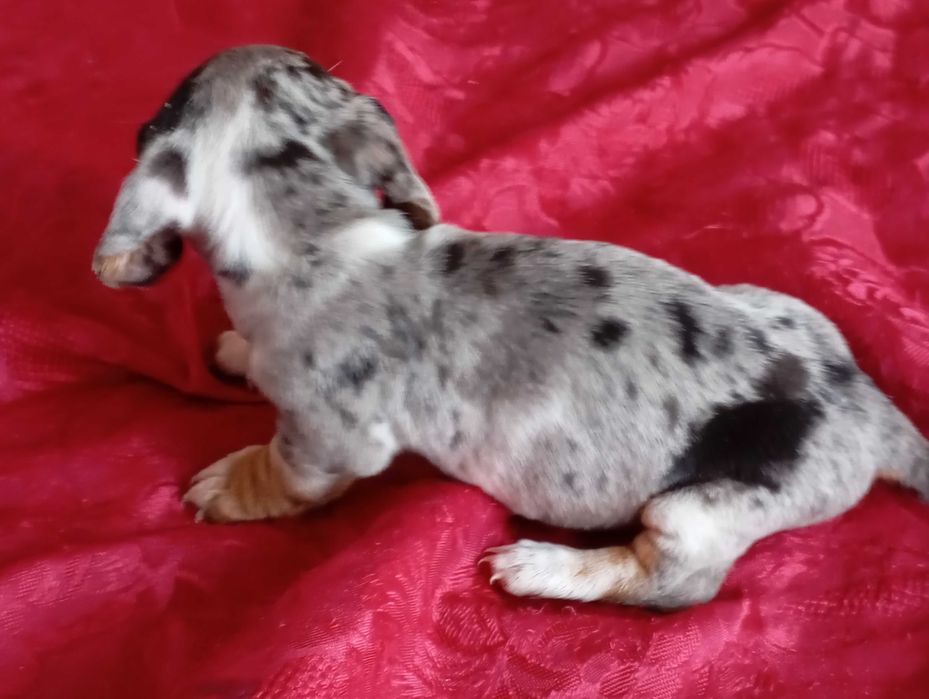 Teckel Fêmea kaninchen