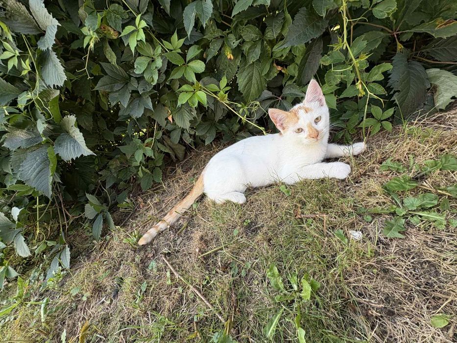 Oddam w dobre ręce 2 małe kocury.