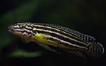 Julidochromis chisanse tanganika