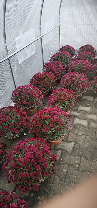 Chryzantemy sprzedaż