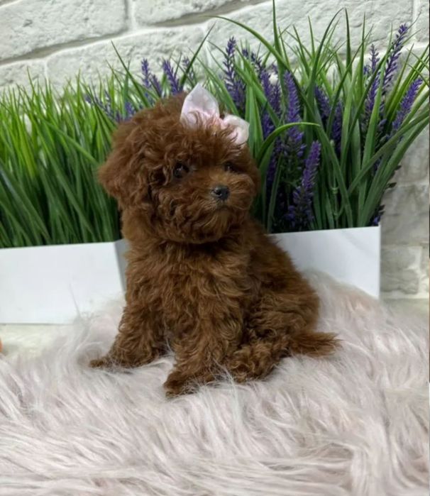 Красотулічка той пудель . дівчинка