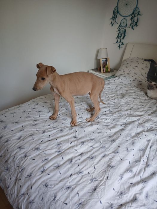 Chart Angielski Greyhound śliczny piesek