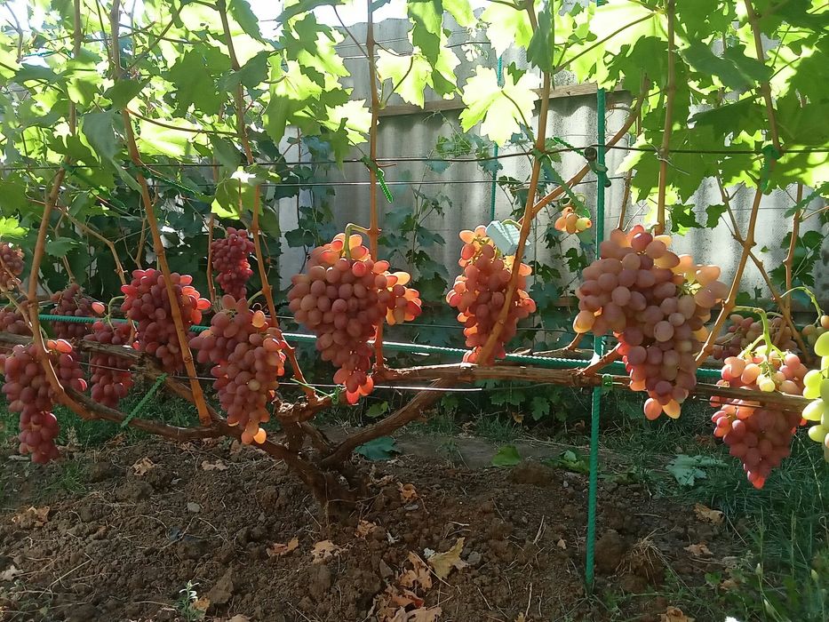 Продам однолетние саженцы винограда столового сорта Киш-Миш Лучистый
