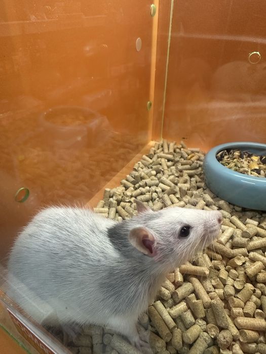 Щурик класичний ;)..