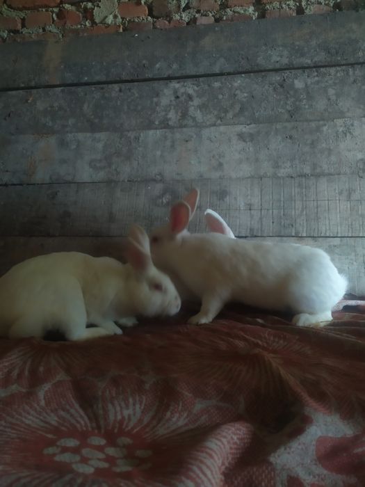 Продаються кролі термонці.