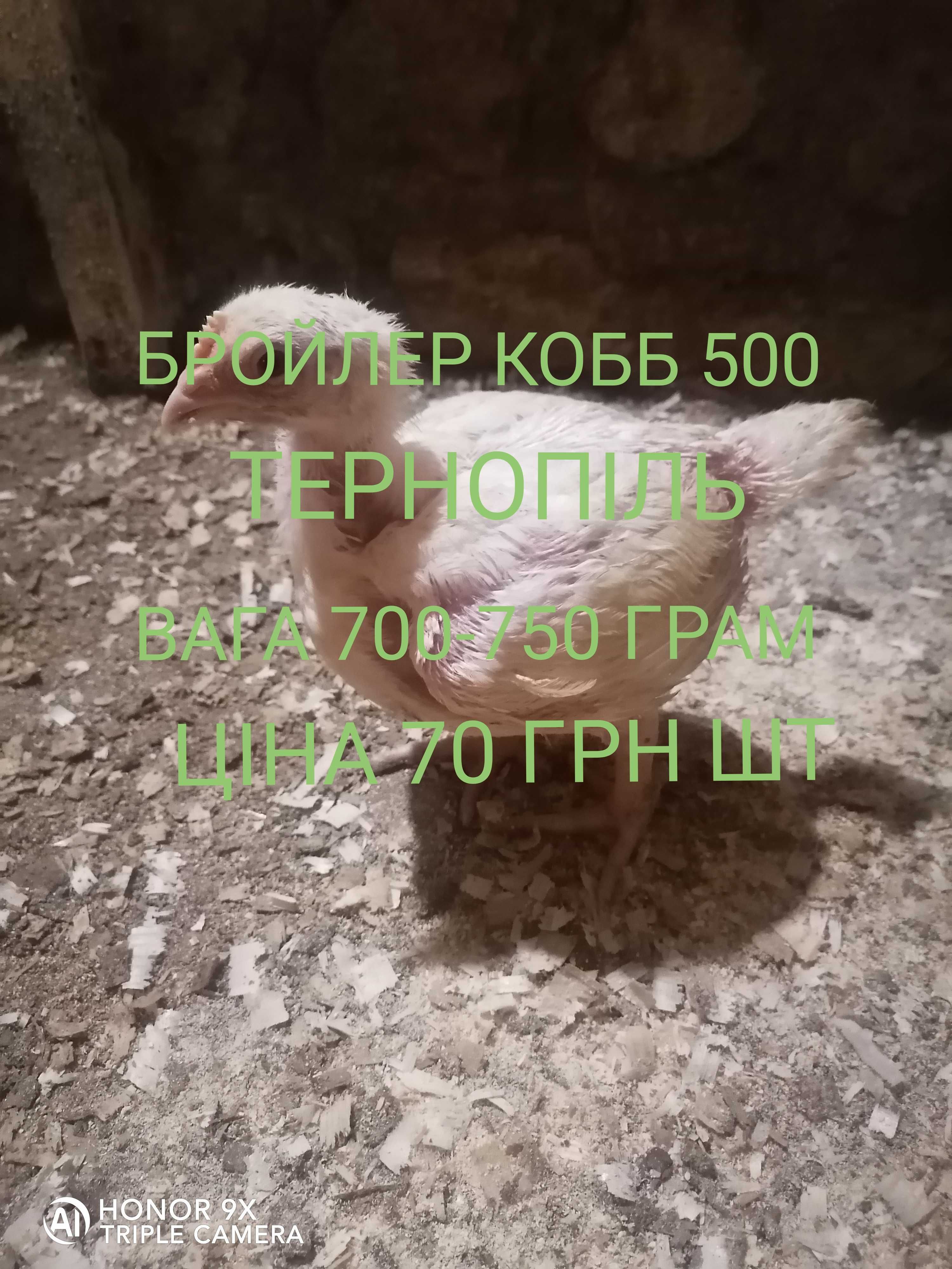 Бройлер кобб 500 вага 700-750 грам