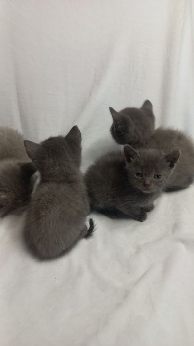 Кошенята в добрі руки