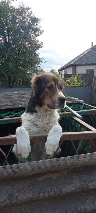 Отдам в хорошие руки алабая