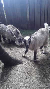 Продам козу и молодых козлят