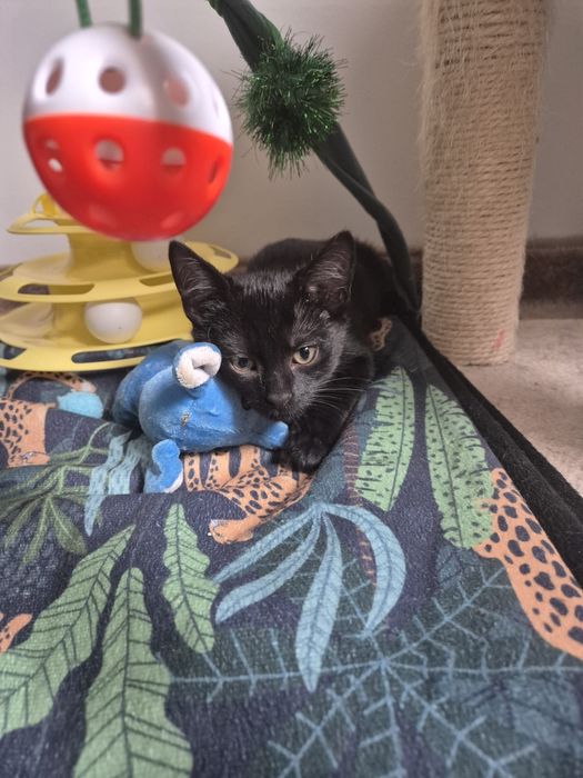 Cudne kociaki szukają domów