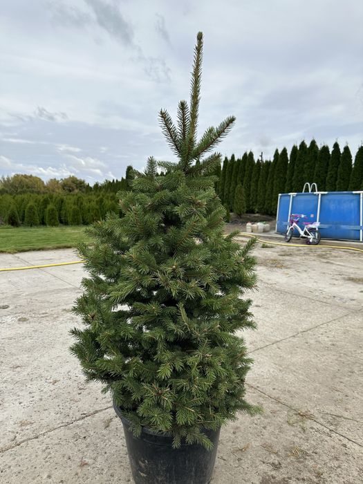 Ялинка, ялинка новорічна , ялинка Кейбаб, жива ялинка, йолка