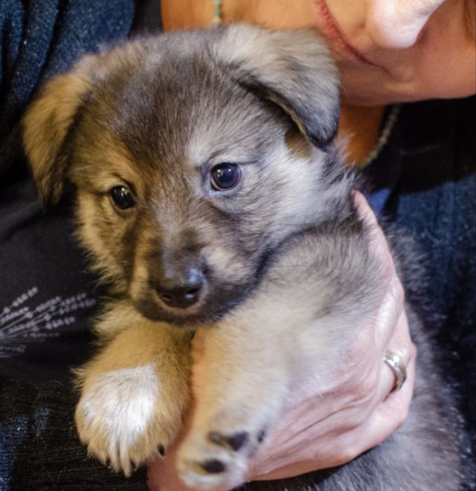 Szczeniaczek sierotka  6 tygodni chłopczyk