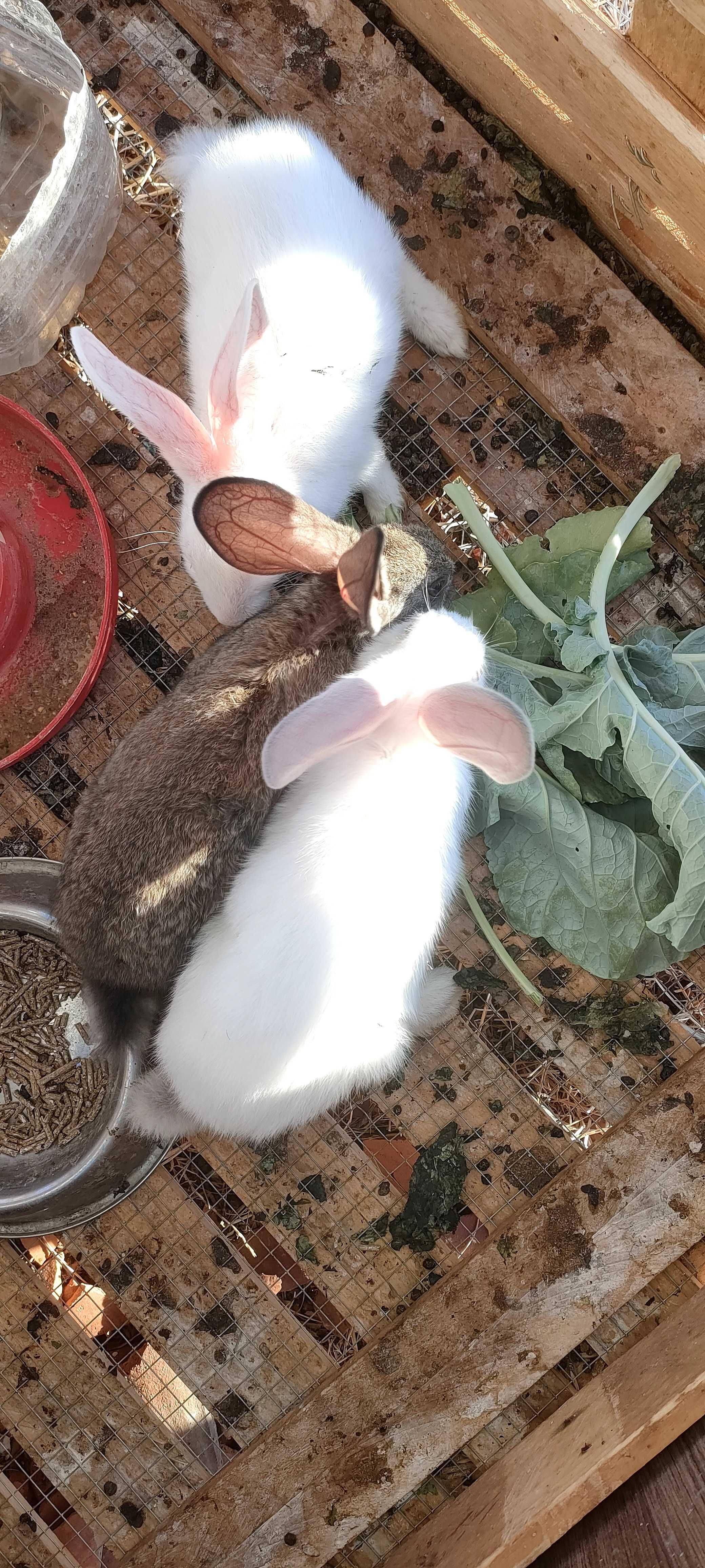 Coelhos disponíveis