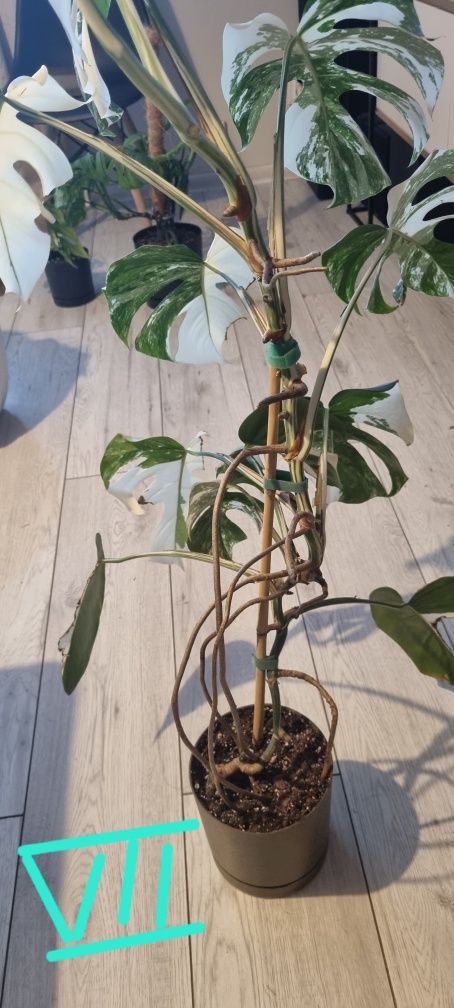 Monstera variegata 13 liści