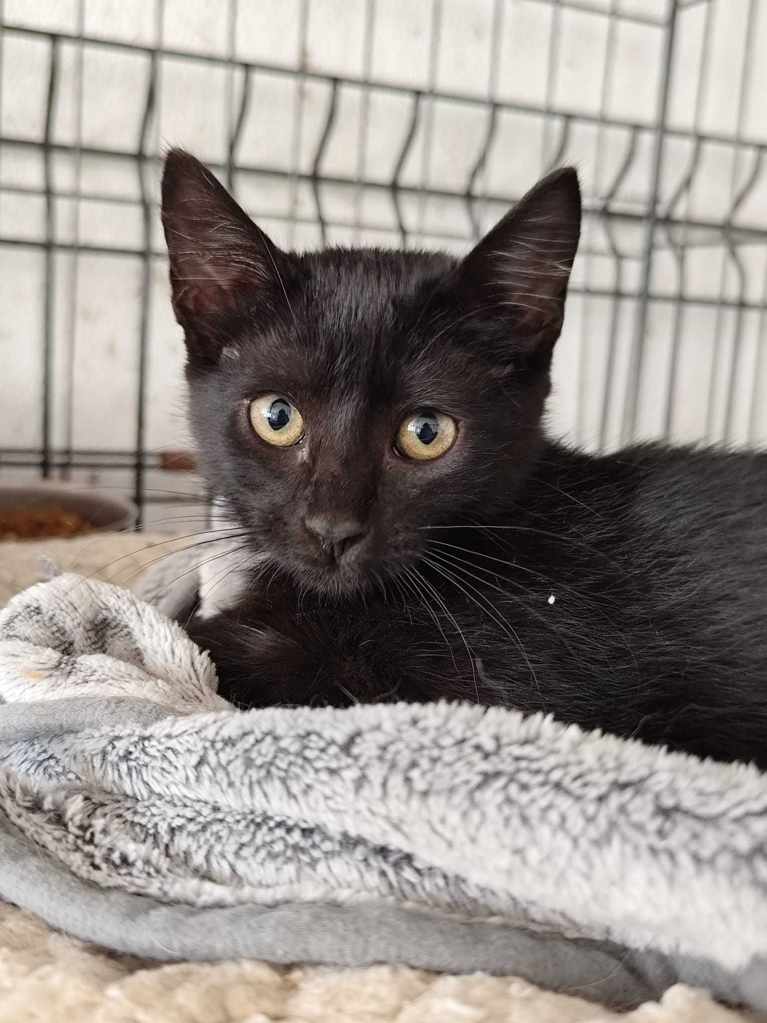 KOMBI (Fêmea, 4/5 Meses) Para Adoção