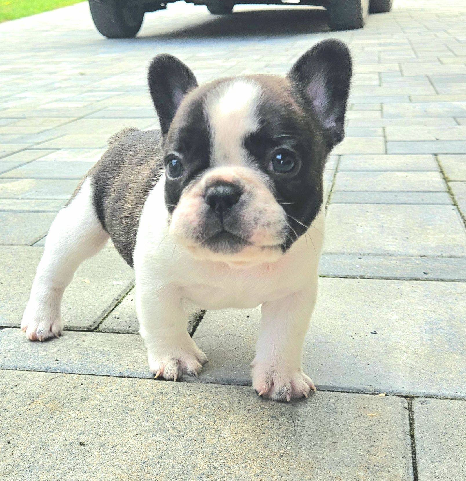 Buldog Francuski