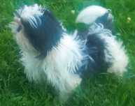 Shih tzu miniatura miniaturowe piesek do oddania