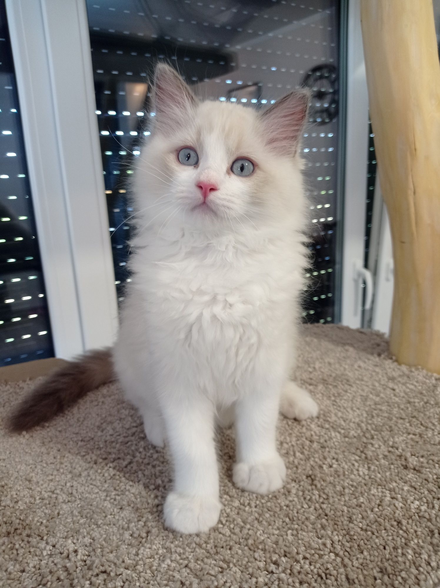 Ragdoll "Fenix" kocurek, rodowód, gotowy do odbioru