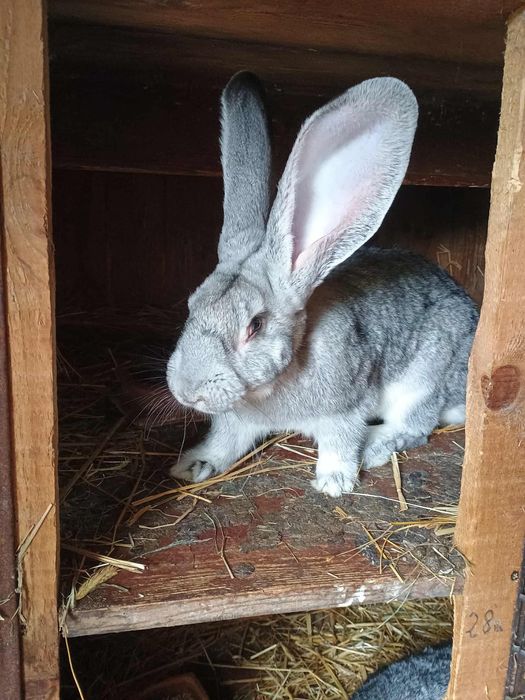 Króliki olbrzym belgijski