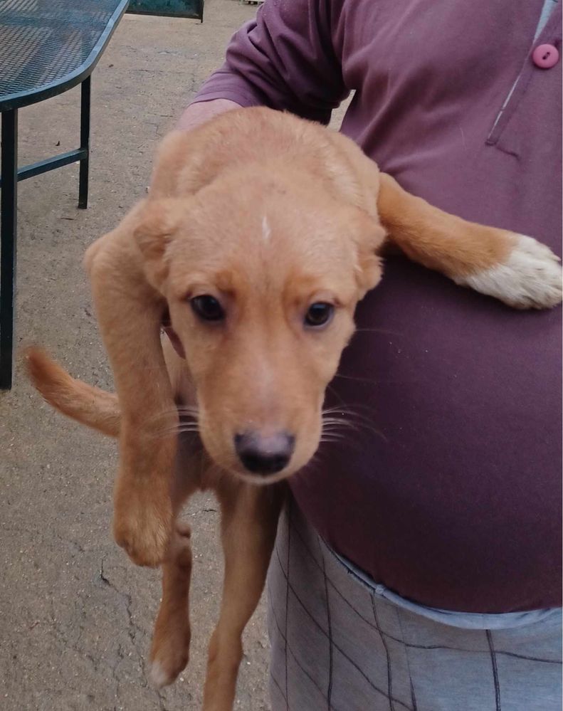 Cachorros com cerca de 4 meses porte pequeno-médio