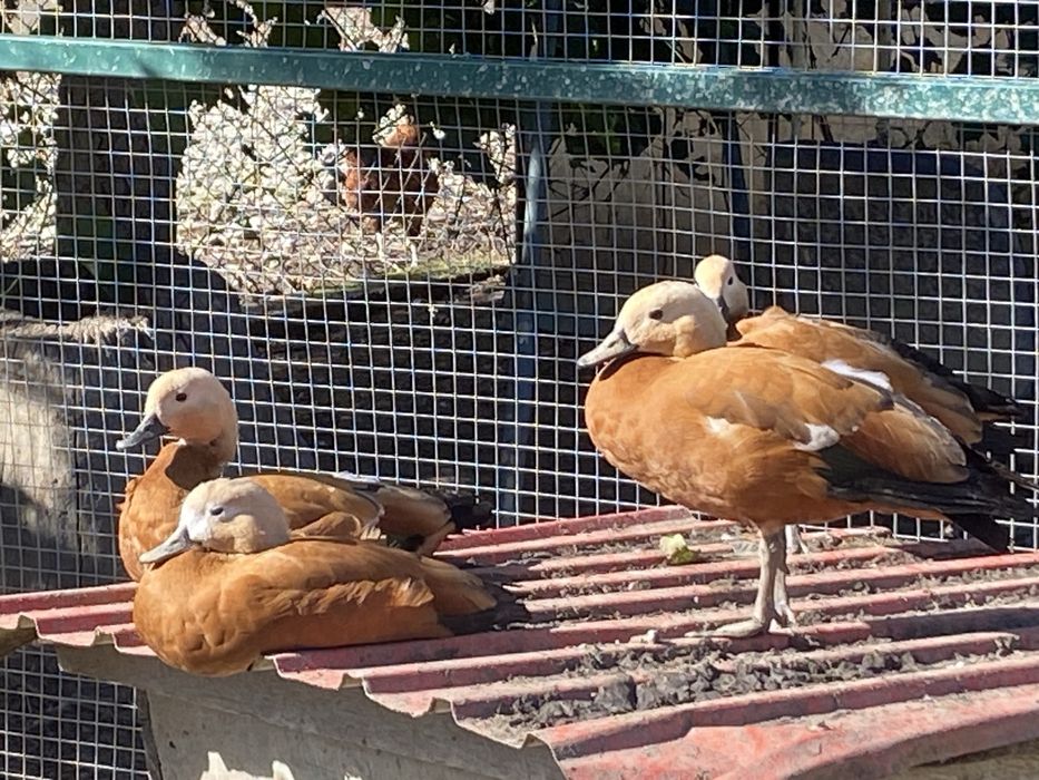 Kazarki rude ptaki ozdobne kazarka