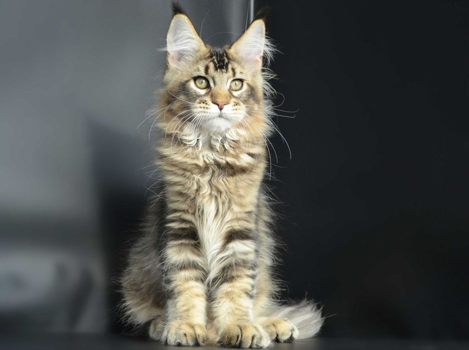 Мейн кун Мальчик 3 мес.