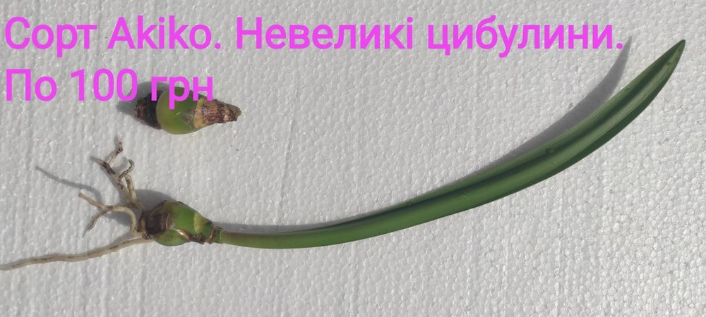 Сукуленти, Akiko, гіпеаструм білий, фікус, кімнатні рослини, гіпеастру