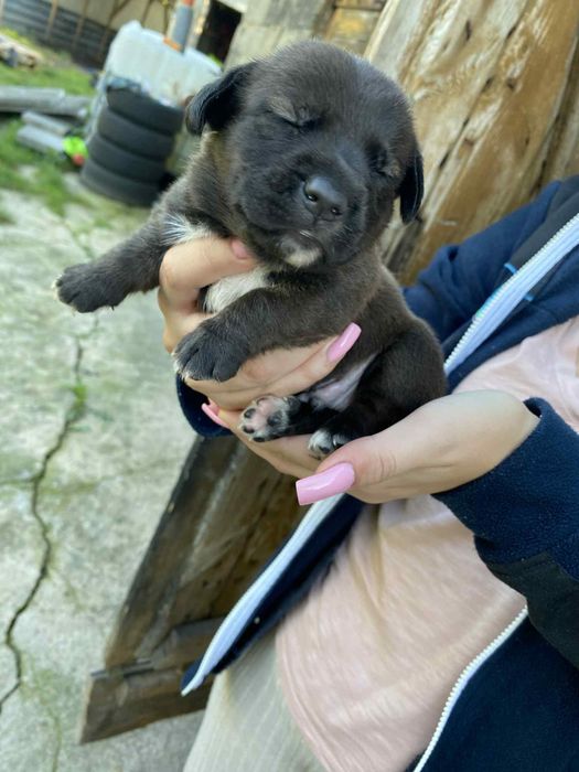 Male pieski szukaja domu
